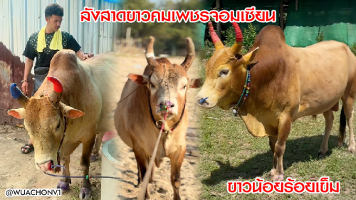 ขาวน้อยร้อยเข็ม